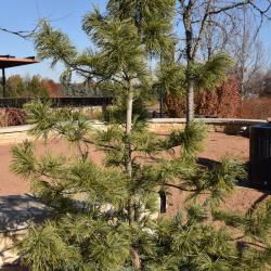 Pinus koraiensis 'Jack Korbit' (Jack Korbit Korean Pine), habit, fall
