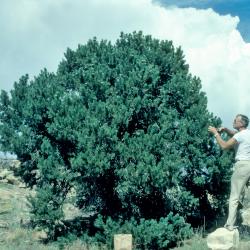 Pinus edulis (Pinyon Pine), Ray Schulenberg collecting cones, habit, fall