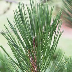 Pinus heldreichii (Heldreich Pine), leaf, summer