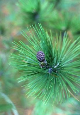Pinus heldreichii (Heldreich Pine), cone, immature