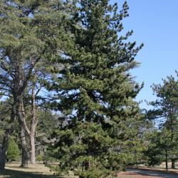 Pinus heldreichii (Heldreich Pine), habit, winter