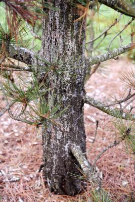 Pinus heldreichii (Heldreich Pine), bark, trunk