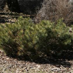 Pinus mugo mugo (Mugo Pine), habit, winter
