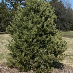 Pinus edulis (Pinyon Pine), habit, winter