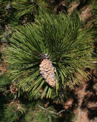 Pinus heldreichii (Heldreich Pine), leaf, cone, mature