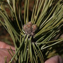 Pinus mugo mugo (Mugo Pine), bud, terminal