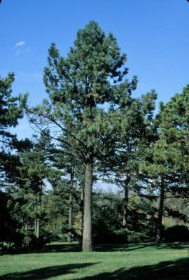 Pinus jeffreyi (Jeffrey Pine), habit, fall