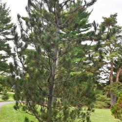 Pinus heldreichii (Heldreich Pine), habit, summer