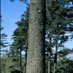 Pinus jeffreyi (Jeffrey Pine), bark, trunk