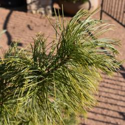 Pinus koraiensis 'Jack Korbit' (Jack Korbit Korean Pine), leaf, mature