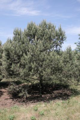Pinus edulis (Pinyon Pine), habit, summer