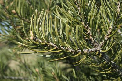Pinus edulis (Pinyon Pine), leaf, mature