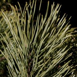 Pinus mugo mugo (Mugo Pine), leaf, winter