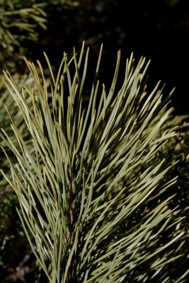 Pinus mugo mugo (Mugo Pine), leaf, winter