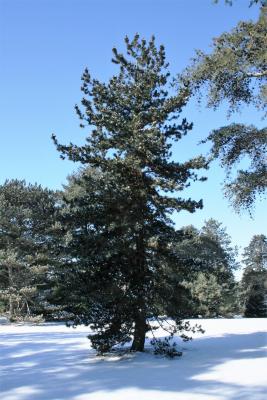 Pinus heldreichii (Heldreich Pine), habit, winter