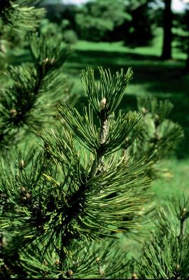 Pinus heldreichii (Heldreich Pine), leaf, mature