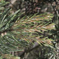 Pinus edulis (Pinyon Pine), leaf, young