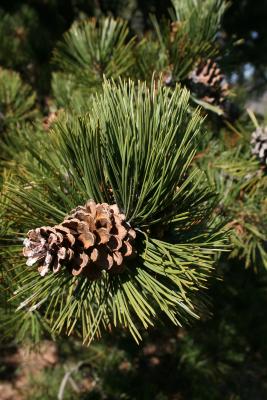 Pinus heldreichii (Heldreich Pine), cone, mature