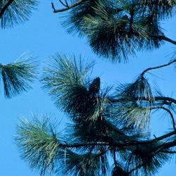 Pinus jeffreyi (Jeffrey Pine), habit, spring