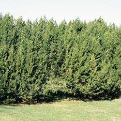 Pinus mugo (Mugo Pine), habit, spring