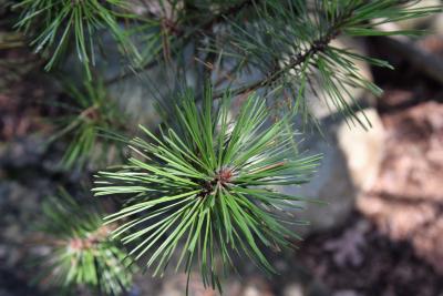 Pinus mugo (Mugo Pine), leaf, summer
