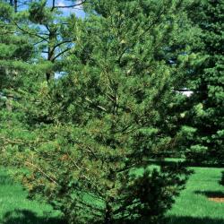 Pinus flexilis (Limber Pine), habit, spring