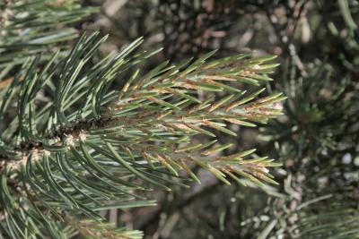 Pinus edulis (Pinyon Pine), leaf, young