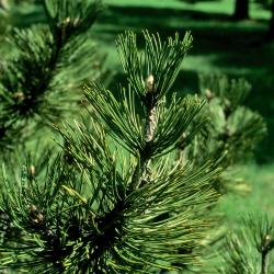 Pinus heldreichii (Heldreich Pine), leaf, mature