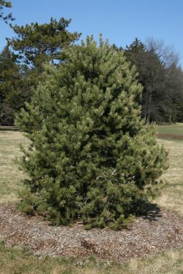 Pinus edulis (Pinyon Pine), habit, winter