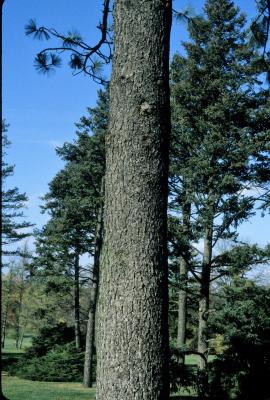 Pinus jeffreyi (Jeffrey Pine), bark, trunk