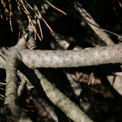 Pinus mugo mugo (Mugo Pine), bark, branch