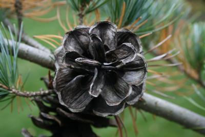 Pinus parviflora (Japanese White Pine), cone, mature