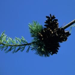 Pinus parviflora (Japanese White Pine), cone, mature