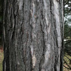 Pinus nigra (Austrian Pine), bark, mature