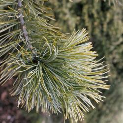 Pinus parviflora 'Peterson' (Peterson Japanese White Pine), leaf, mature