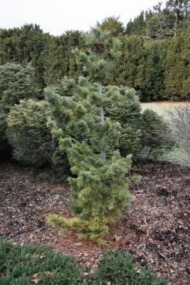 Pinus parviflora 'Peterson' (Peterson Japanese White Pine), habit, winter