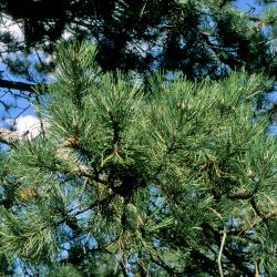 Pinus nigra (Austrian Pine), leaf, mature