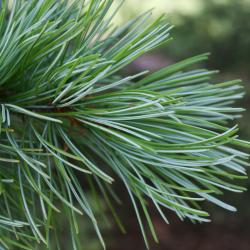 Pinus parviflora 'Peterson' (Peterson Japanese White Pine), leaf, summer