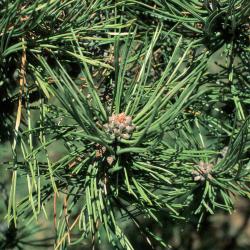 Pinus nigra (Austrian Pine), cone, pollen