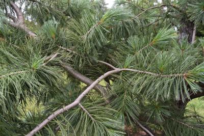 Pinus peuce 'Jeddeloh' (Jeddeloh Balkan Pine), bark, branch