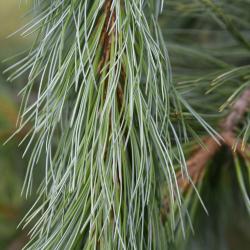 Pinus peuce 'Jeddeloh' (Jeddeloh Balkan Pine), leaf, summer