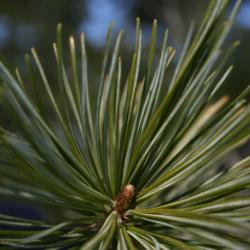 Pinus parviflora (Japanese White Pine), bud, terminal