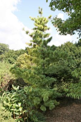 Pinus parviflora 'Peterson' (Peterson Japanese White Pine), habit, summer