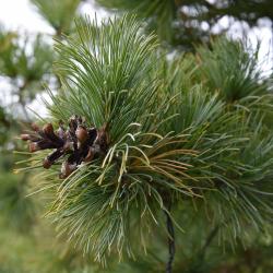 Pinus parviflora 'Peterson' (Peterson Japanese White Pine), cone, mature