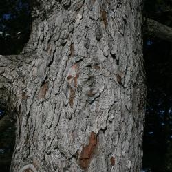 Pinus parviflora (Japanese White Pine), bark, mature