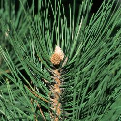 Pinus nigra (Austrian Pine), cone, immature