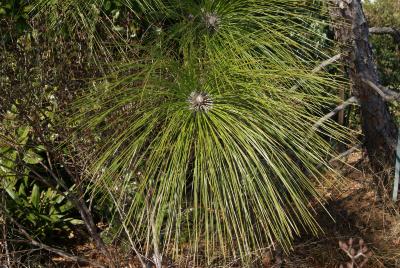 Pinus palustris (Longleaf pine), leaf, summer