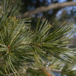 Pinus parviflora (Japanese White Pine), leaf, winter