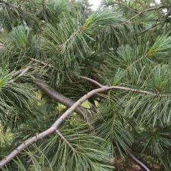 Pinus peuce 'Jeddeloh' (Jeddeloh Balkan Pine), bark, branch
