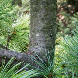 Pinus parviflora 'Peterson' (Peterson Japanese White Pine), bark, branch